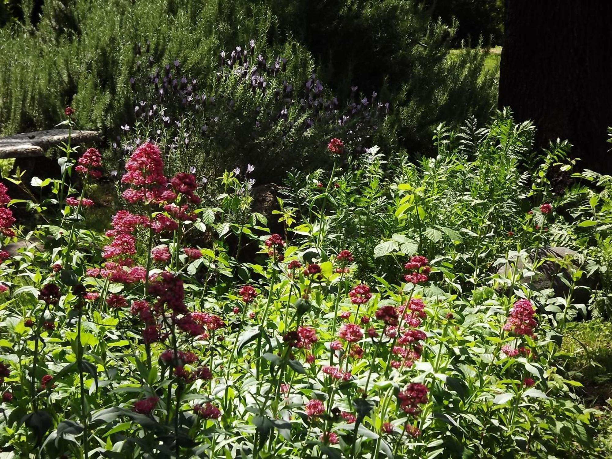 Backyard Garden Oasis Bed and Breakfast Middletown Eksteriør billede